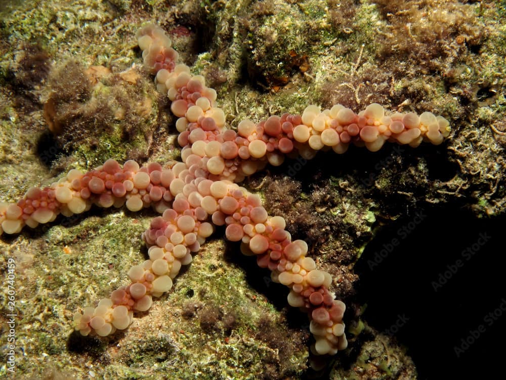 Nodular Sea Star (Echinaster callosus) Taking in Red Sea, Egypt.