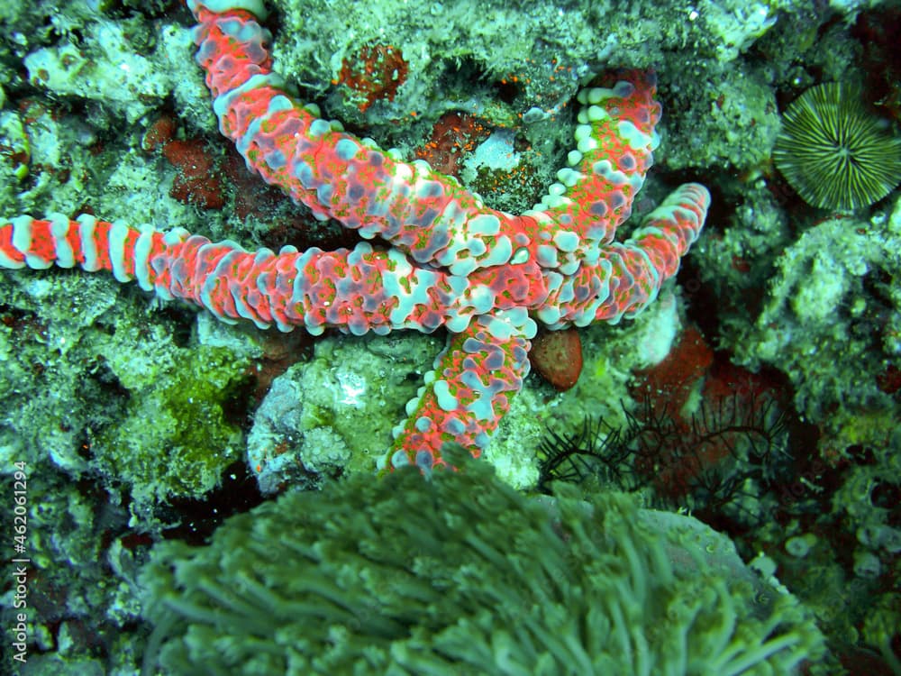 Seastar (Echinaster Callosus) in the filipino sea December 28, 2009