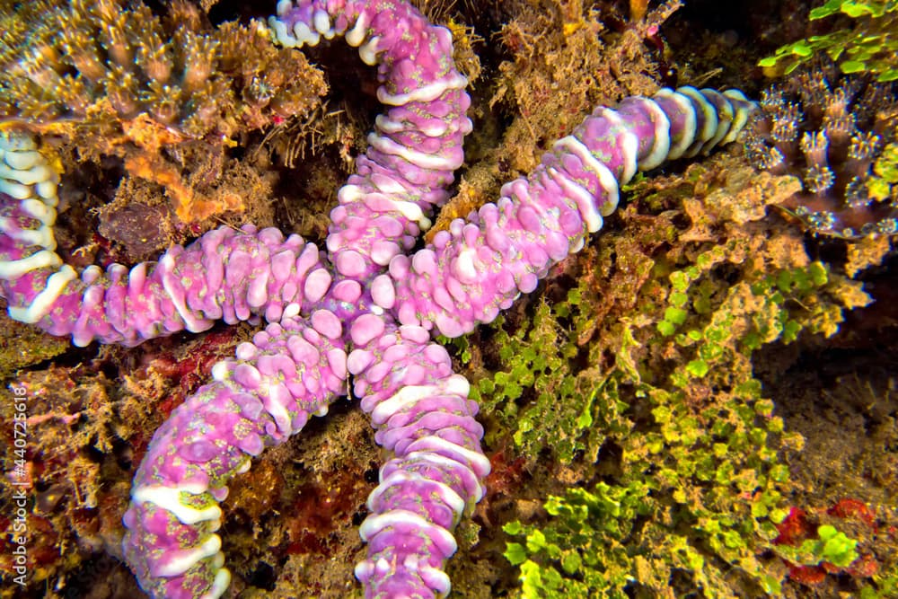 Sea Star, Warty Sea Star, Echinaster callosus, Lembeh, North Sulawesi, Indonesia, Asia