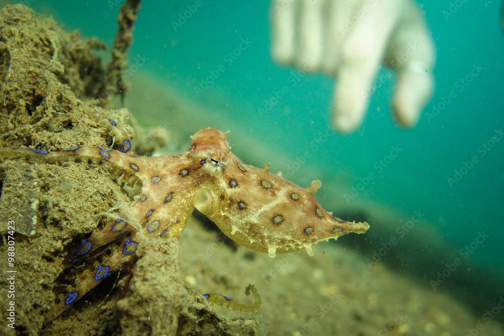 A deadly but beautifuly striking Blue Ringed Octopus - Hapalochlaena maculosa - shows its true colours.... Taken in Lombok, Indonesia.