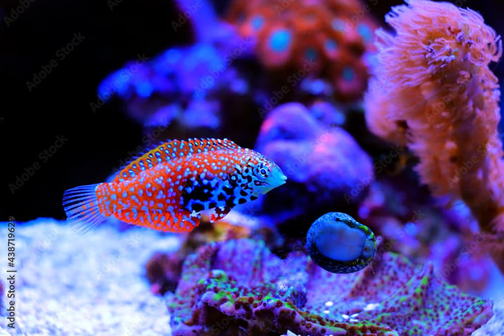 Blue Star Leopard Wrasse - Macropharyngodon bipartitus