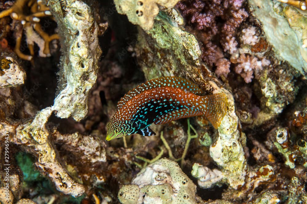 Diamond wrasse, Macropharyngodon bipartitus