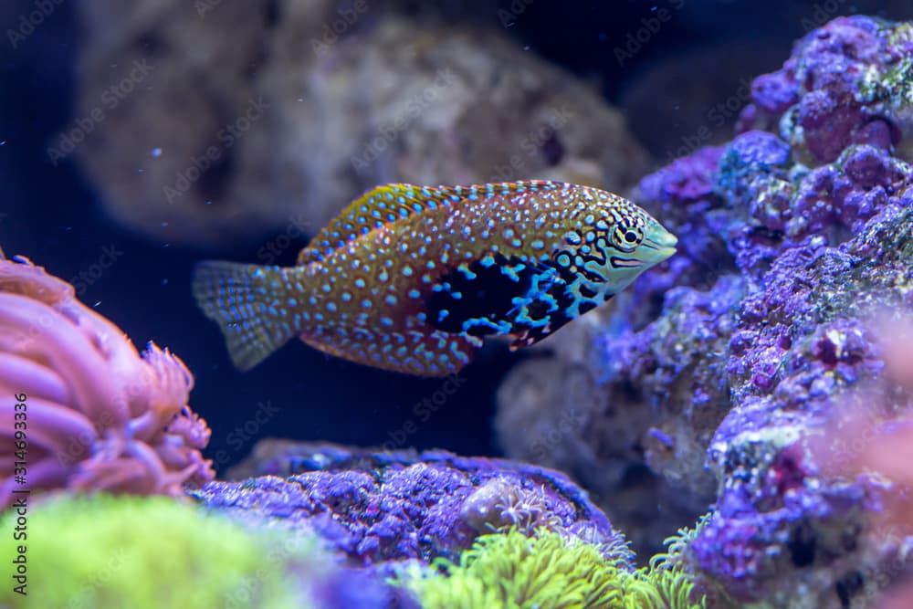 Blue Star Leopard Wrasse (Macropharyngodon bipartitus) female. beautiful fish from Maldives