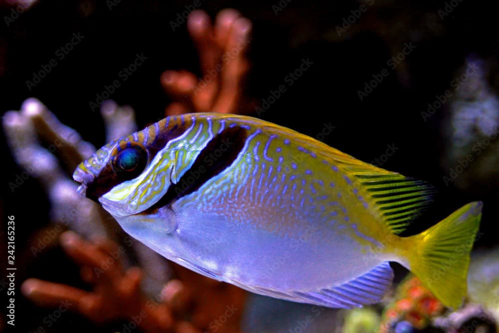 Two Barred Rabbitfish
(Siganus virgatus) 