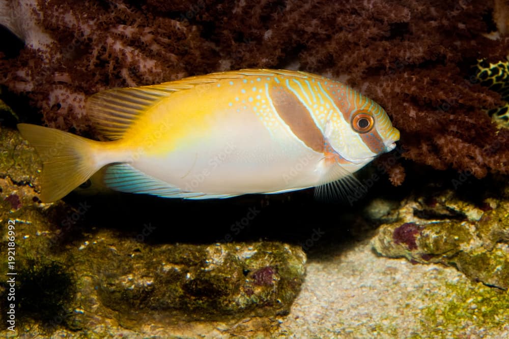 Two Barred Rabbitfish (Siganus virgatus)