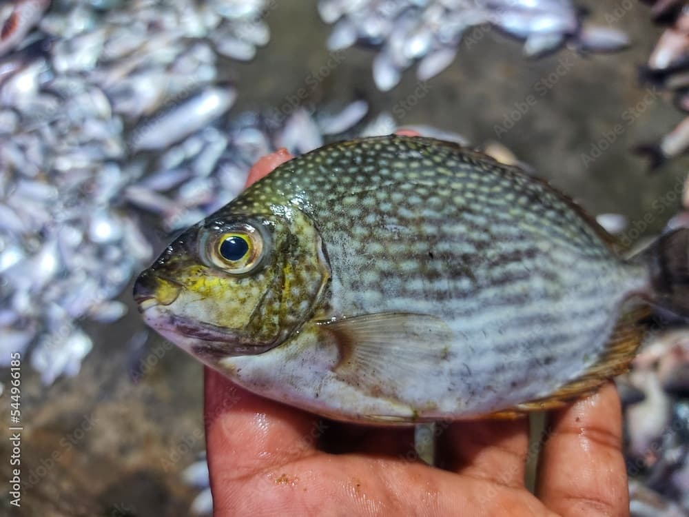 spotted rabbit fish spinefoot fish in hand HD