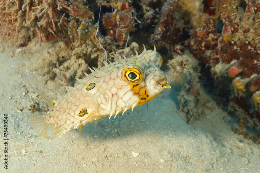 Web Burrfish Swimming Next to a Patch of Coral Reef