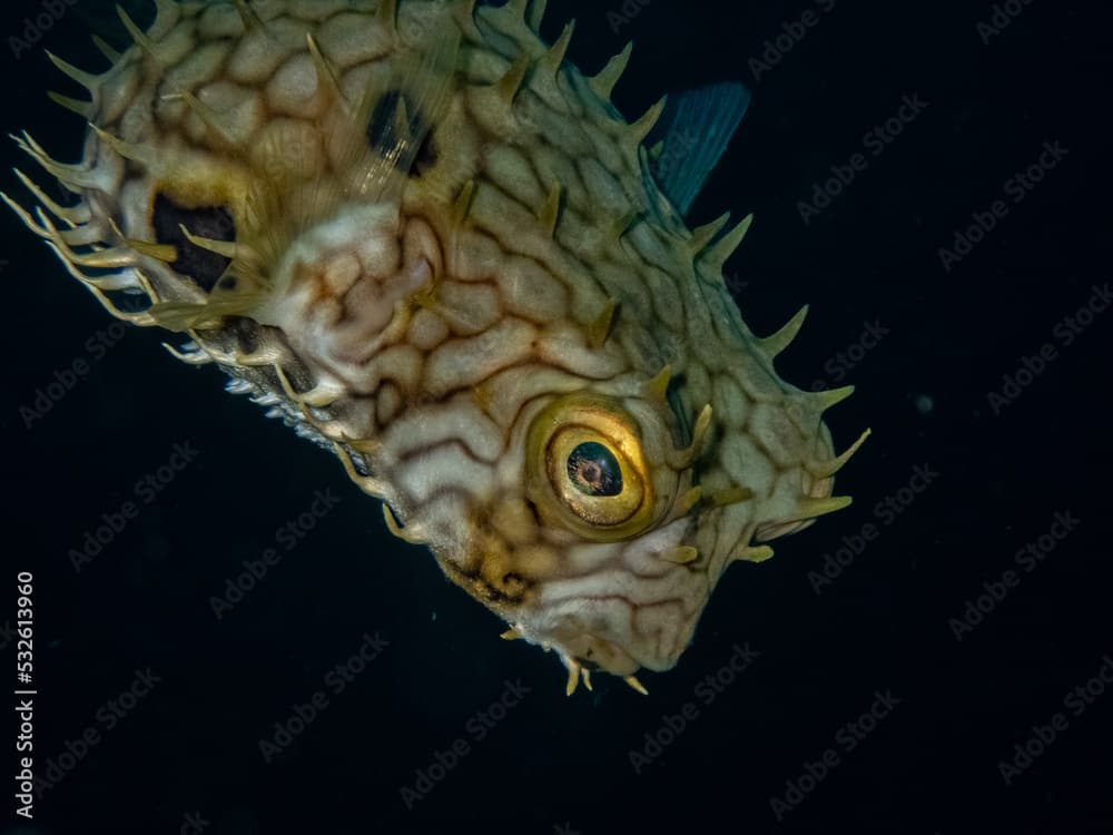 Close-up of web burrfish (Chilomycterus antillarum) on the reef in the Carribbean Sea, Roatan, Bay Islands, Honduras