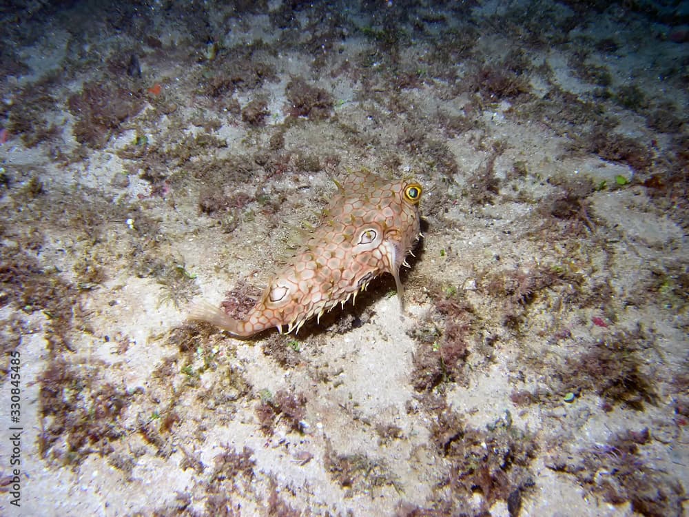 A Web Burrfish (Chilomycterus antillarum)