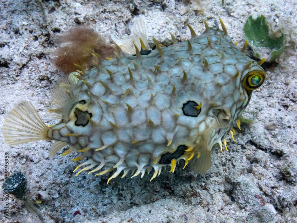 web burrfish · Chilomycterus antillarum · Reeflings Library