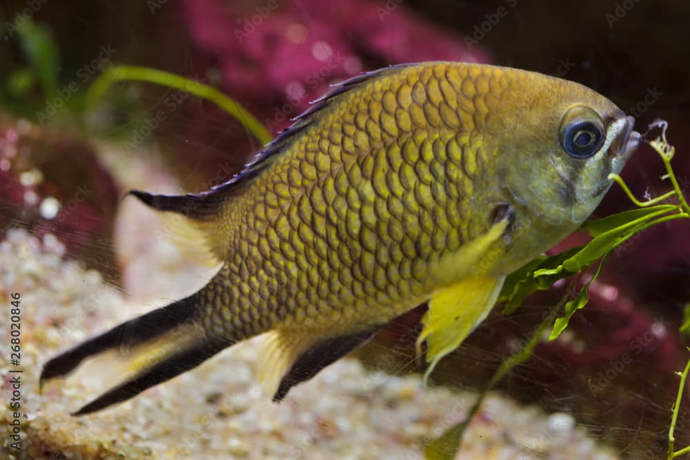 Azores chromis (Chromis limbata)