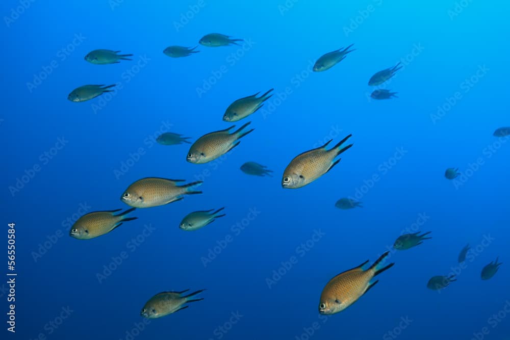 Atlantischer Mönchsfisch (Chromis limbata)