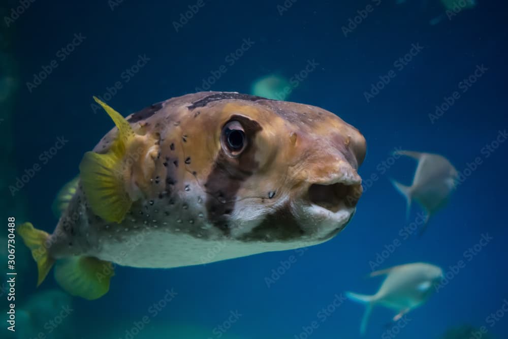 colorful Black-blotched porcupinefish (diodon liturosus)