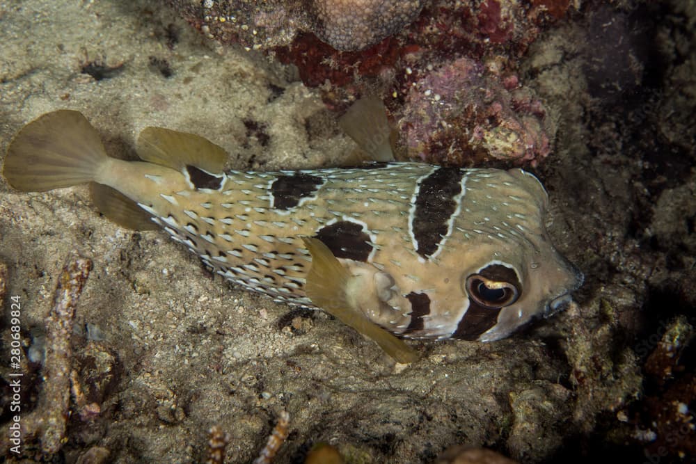 Black blotched Porcupinefish - Diodon liturosus