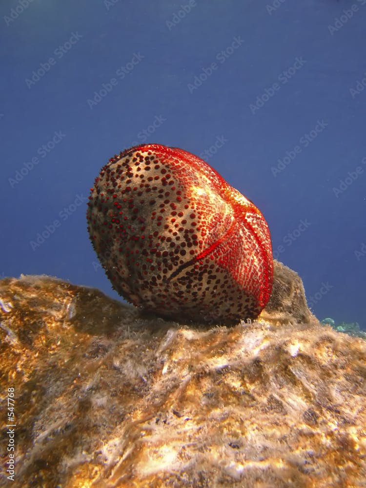 starfish lying on rocky seabed
