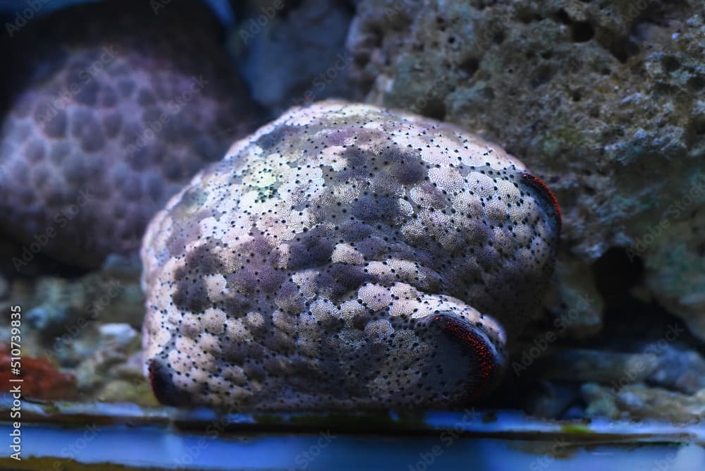 Culcita novaeguineae also known as bun starfish in aquarium closeup 