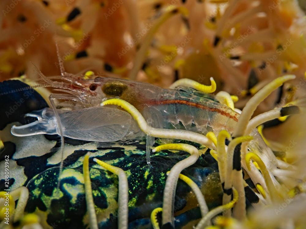 Carinate Snapping Shrimp (Synalpheus carinatus)