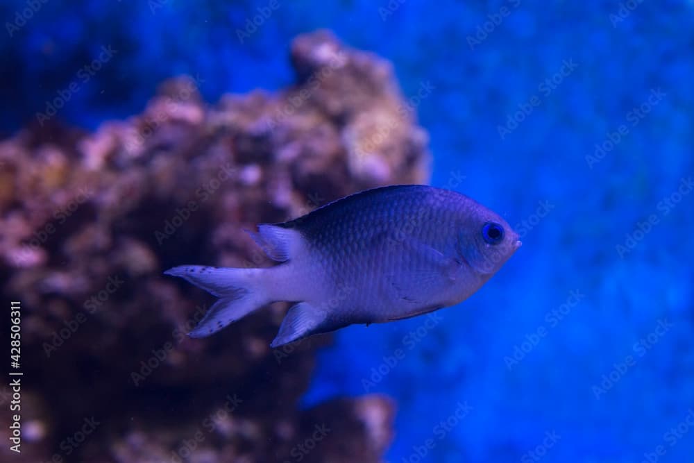  The bicolor chromis (Chromis margaritifer).