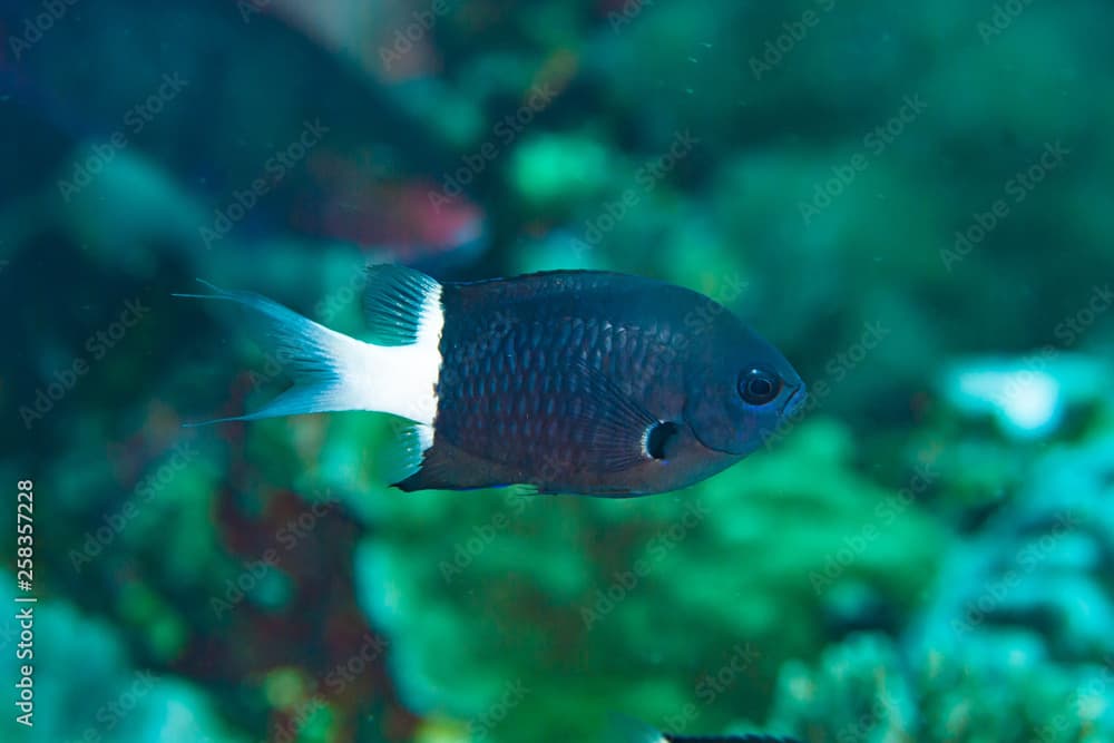 Bicolor Chromis Chromis margaritifer