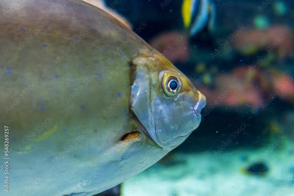 Closeup of a streaked spinefoot (Siganus javus) swimming in an aquarium