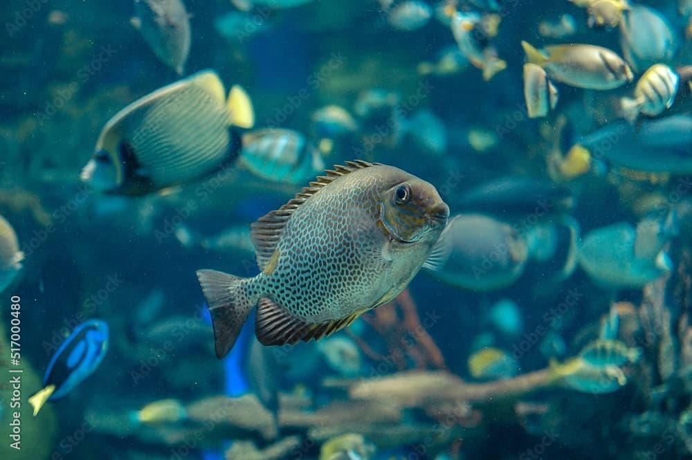 Closeup of the orange-spotted spinefoot, Siganus guttatus. Selected focus.