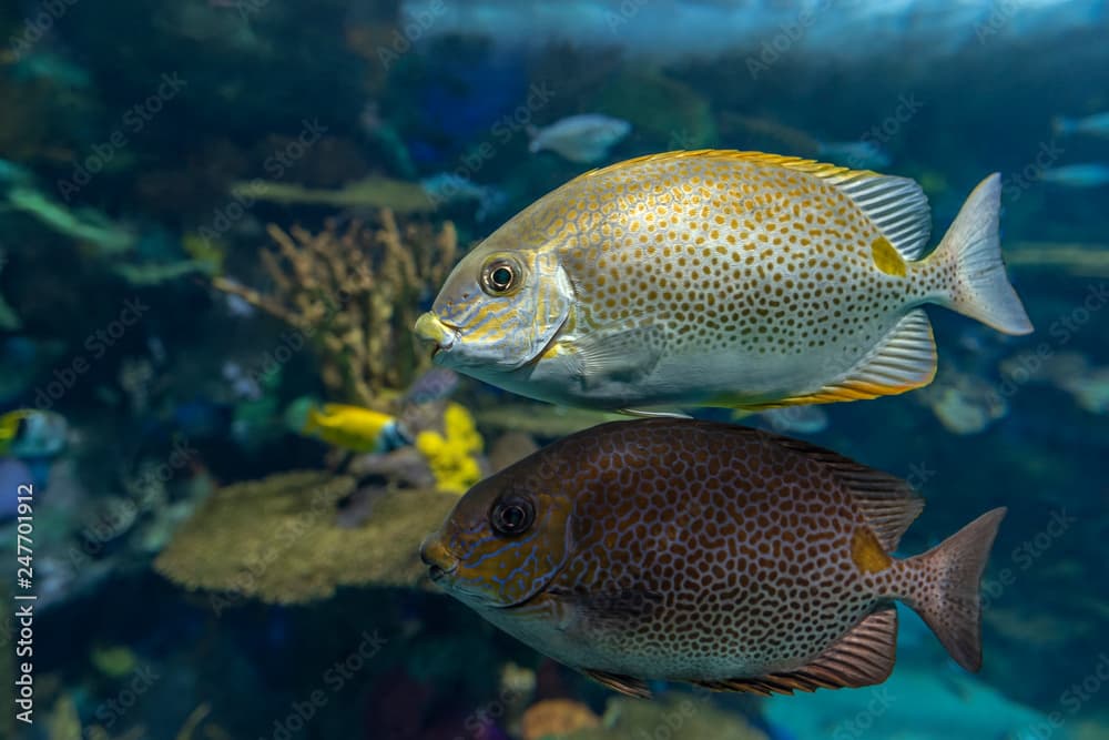 Yellow Spot rabbitfish Siganus guttatus - tropical sea fish