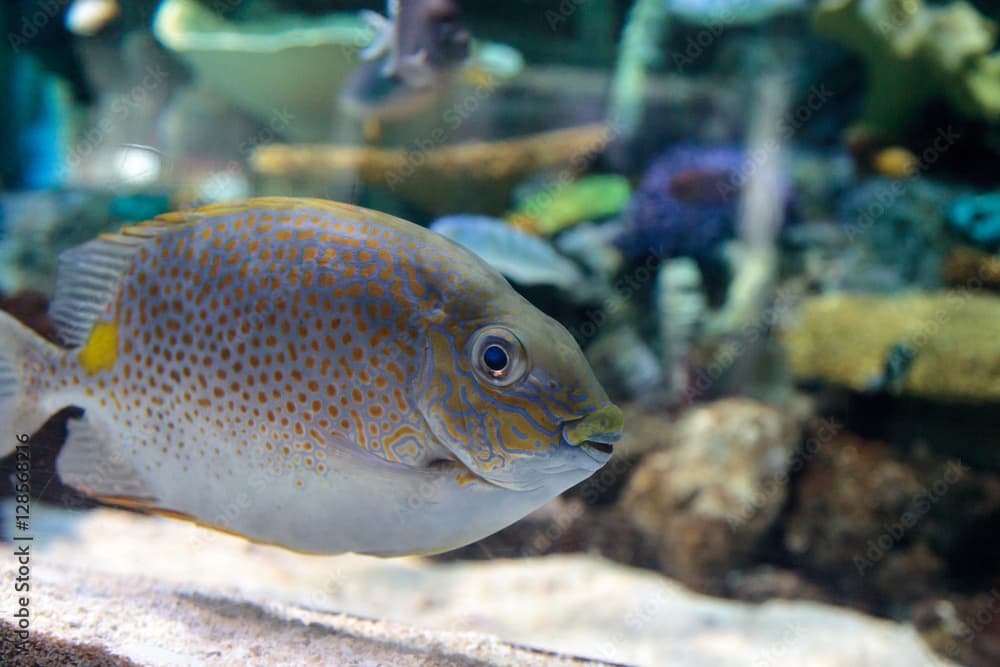 Yellowspot rabbitfish Siganus guttatus swims across a coral reef.