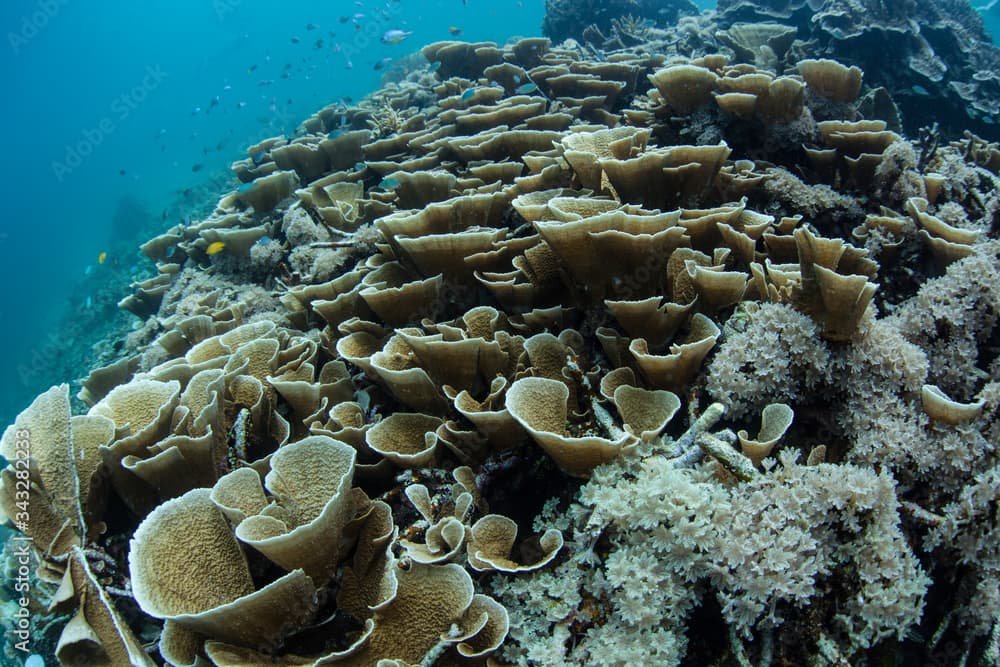 Healthy yet fragile coral reefs abound throughout the incredible islands of Raja Ampat, Indonesia. This remote, tropical region may contain the greatest marine biodiversity on Earth.