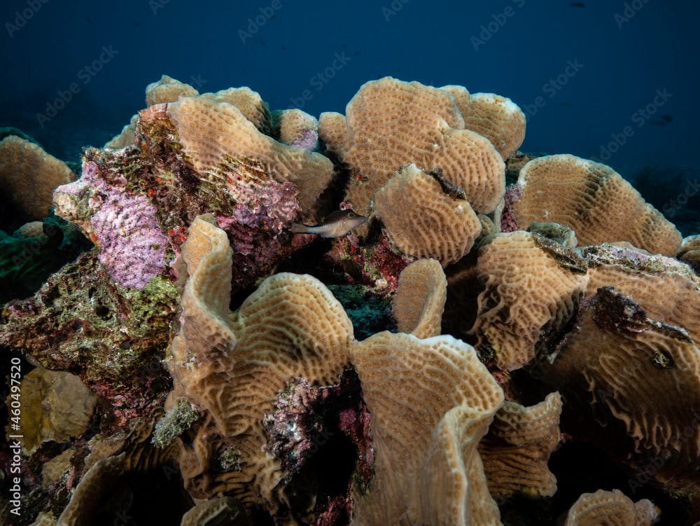 Sharpnose Puffer in Lettuce Coral