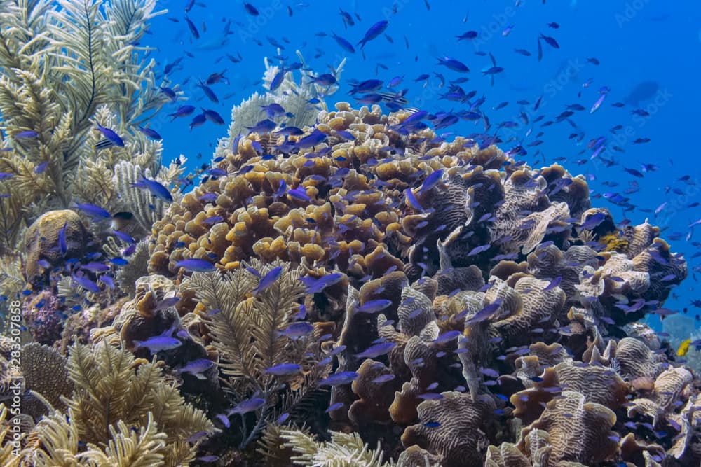 Caribbean coral garden