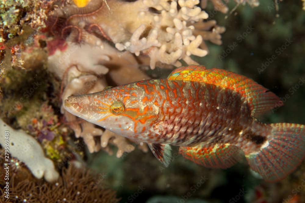 Cheilinus celebicus, Celebes maori wrasse, Celebes wrasse, Slender maori, Slender maori wrasse