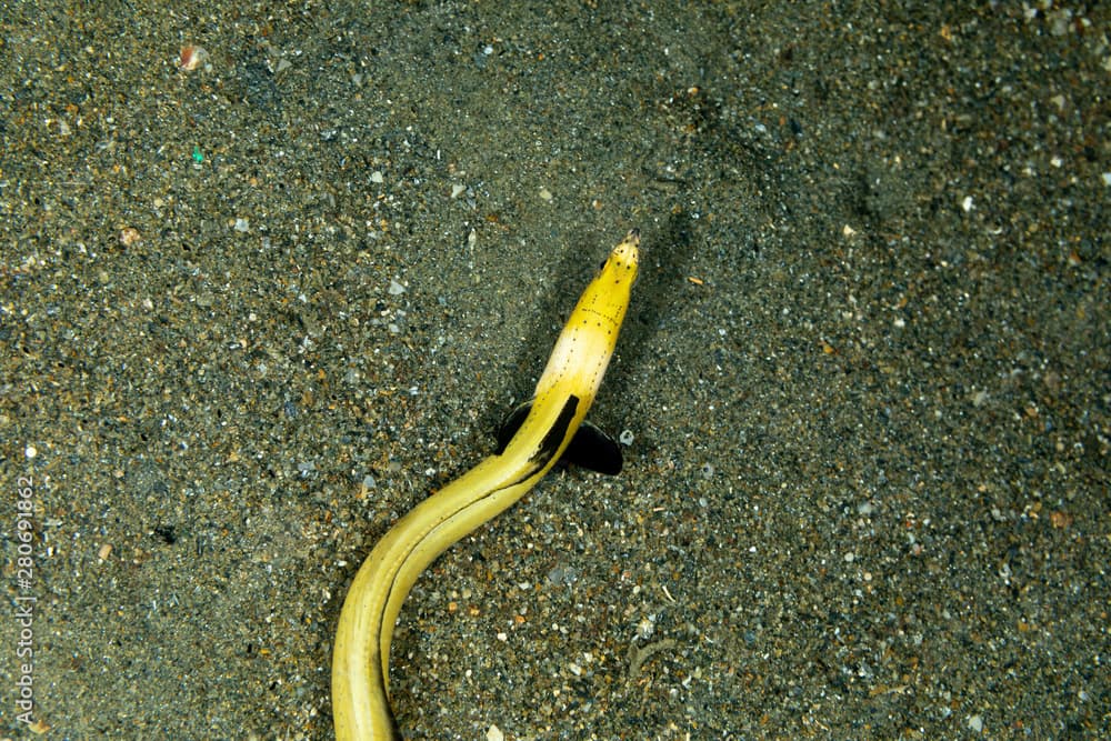 Longfin snake eel, Pisodonophis cancrivorus, is an eel in the family Ophichthidae worm/snake eels