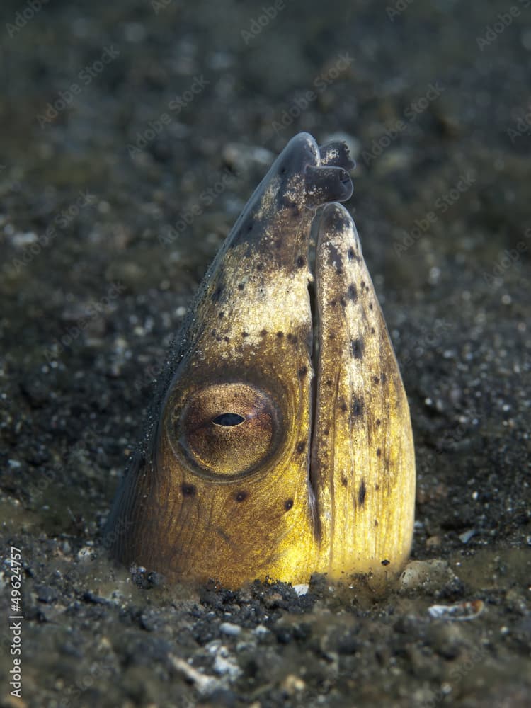 Longfin snake eel