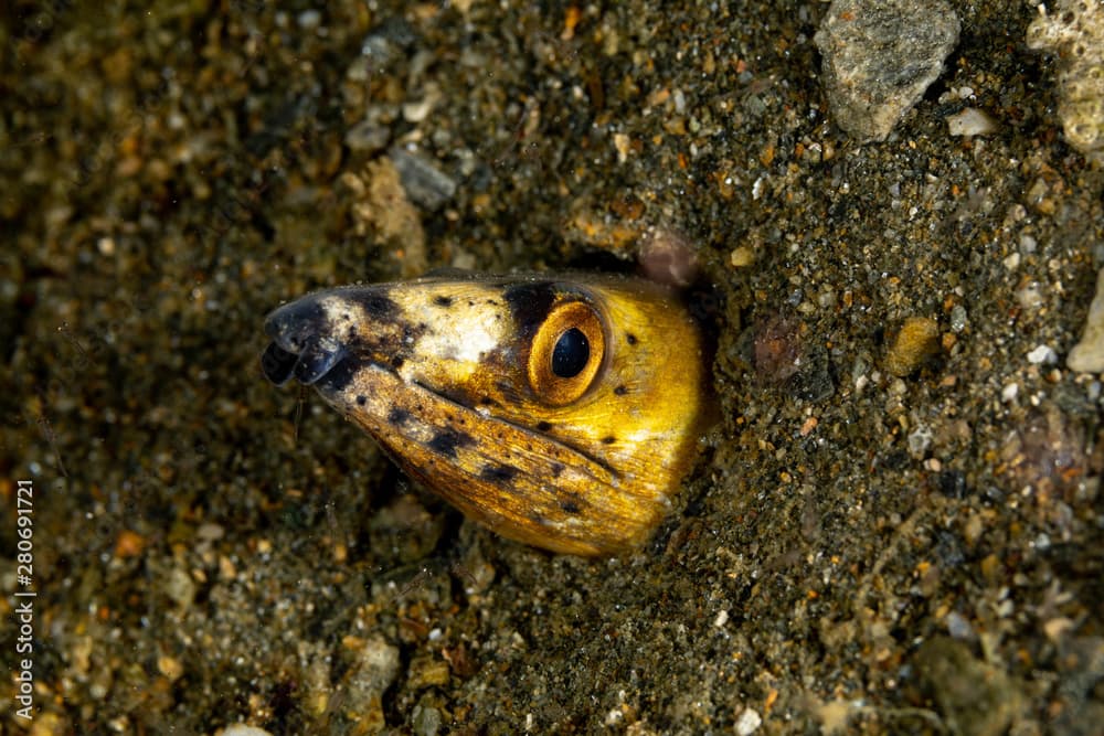 Longfin snake eel, Pisodonophis cancrivorus, is an eel in the family Ophichthidae worm/snake eels