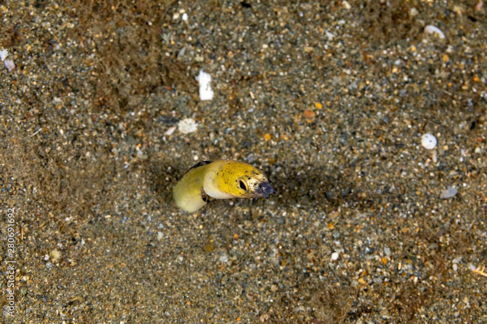 Longfin snake eel, Pisodonophis cancrivorus, is an eel in the family Ophichthidae worm/snake eels