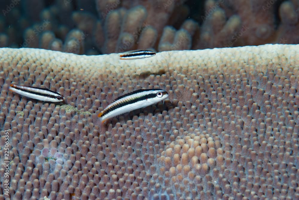 Two-Tone Wrasse Thalassoma amblycephalum Female