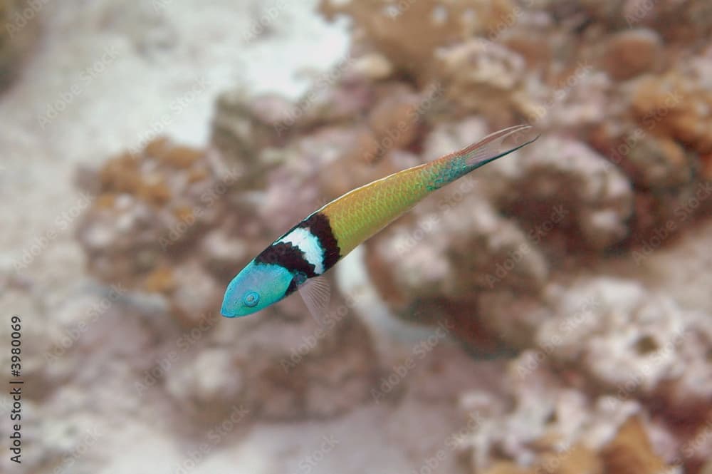 Blue-headed wrasse, Bonaire.