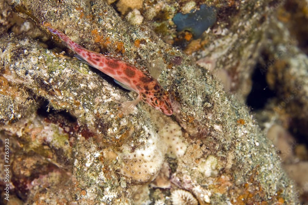 cryptic wrasse (pteragogus cryptus)