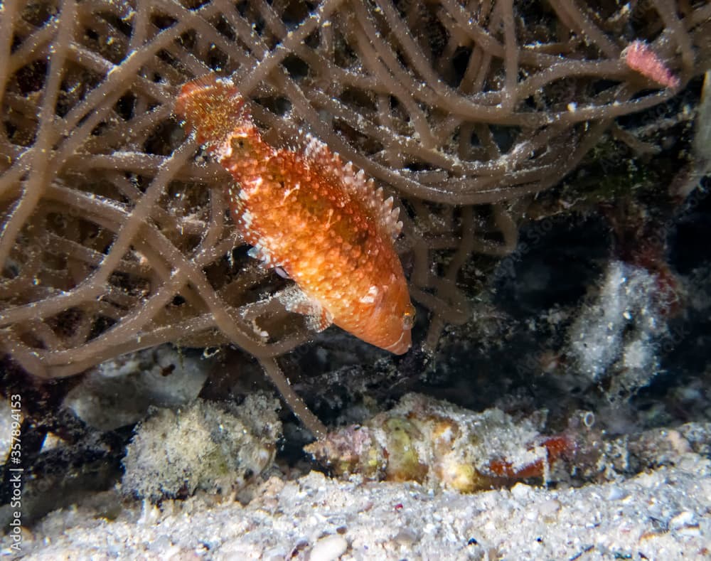 A Cryptic Wrasse (Pteragogus cryptus)