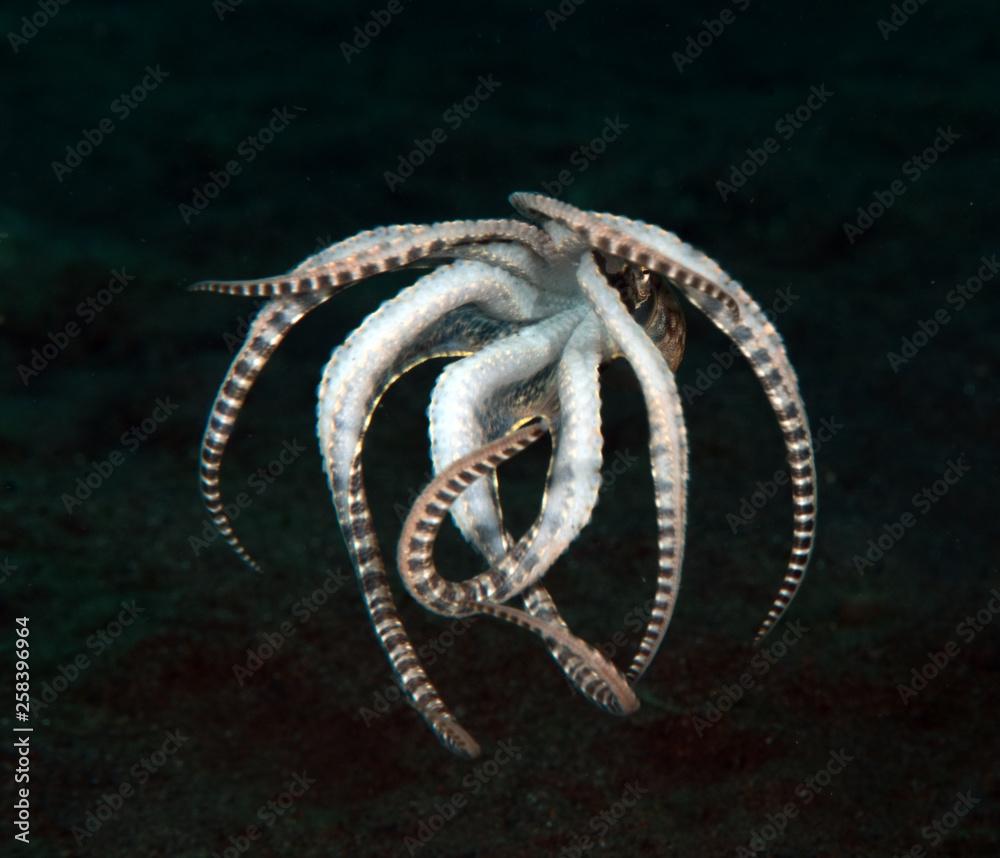 Incredible Underwater World - Mimic octopus - Thaumoctopus mimicus. Diving and underwater photography. Tulamben, Bali, Indonesia.