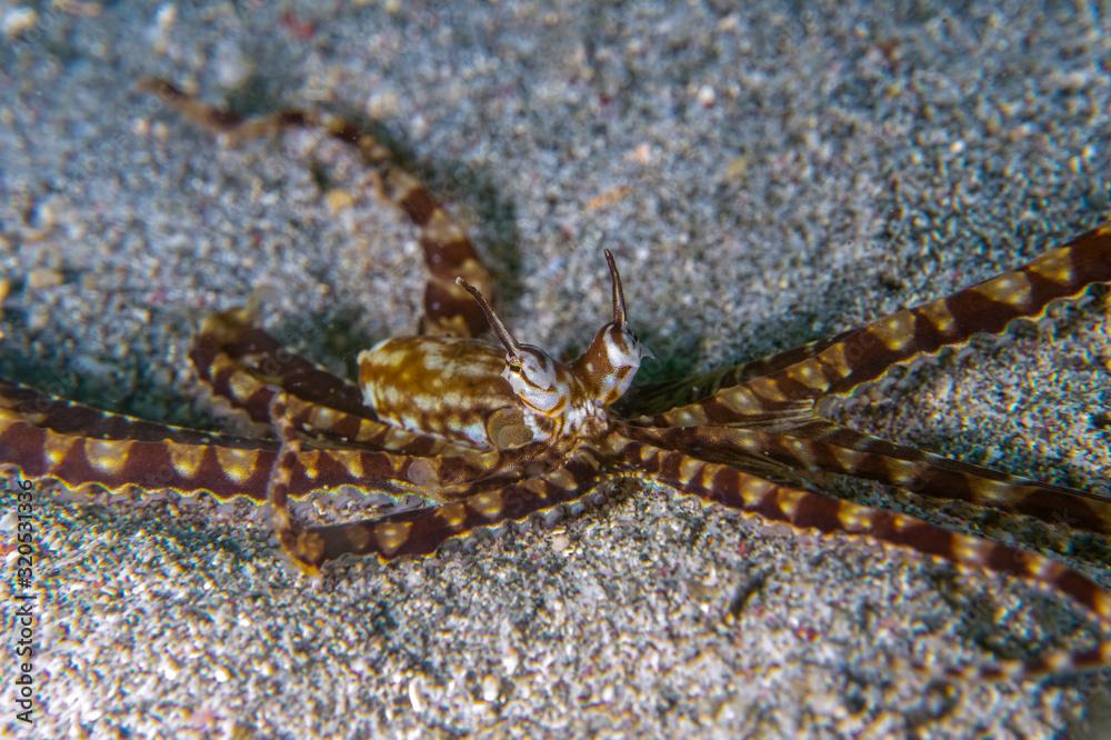 Mimic octopus (Thaumoctopus mimicus) on sandy bottom near Anilao, Batangas, Phillippines. Underwater photography and sea life