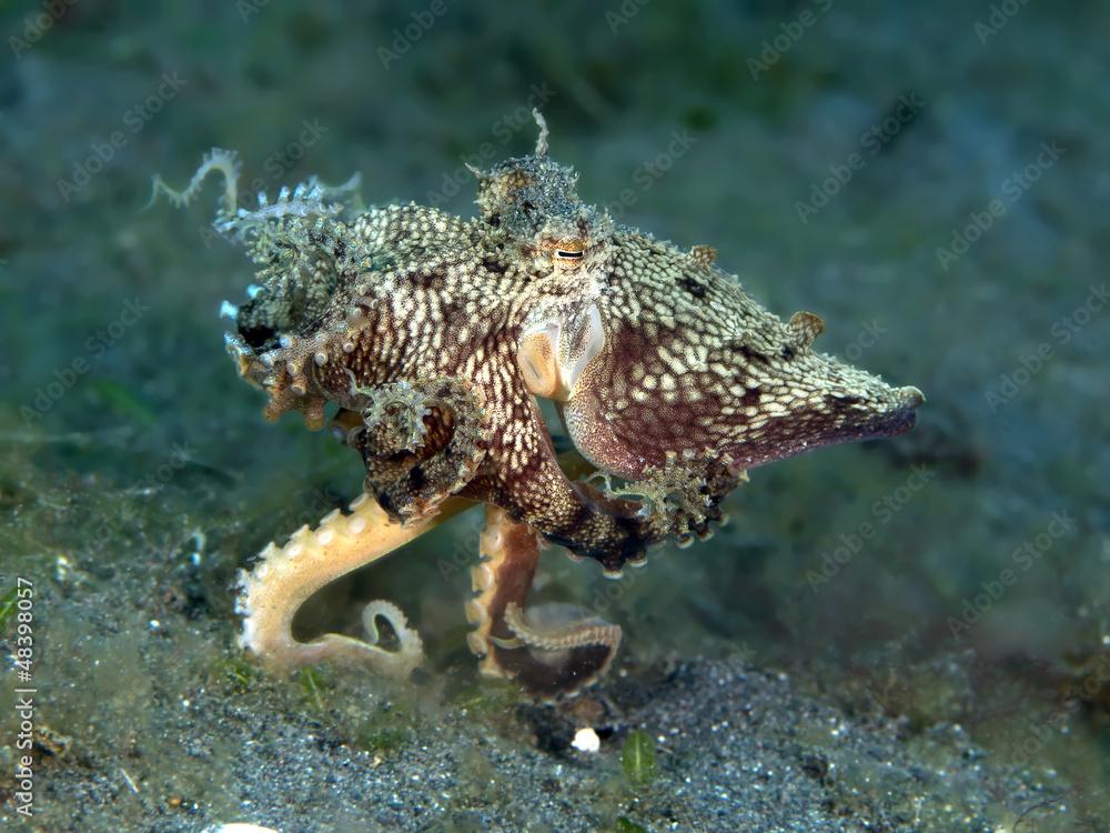  Mimic Octopus