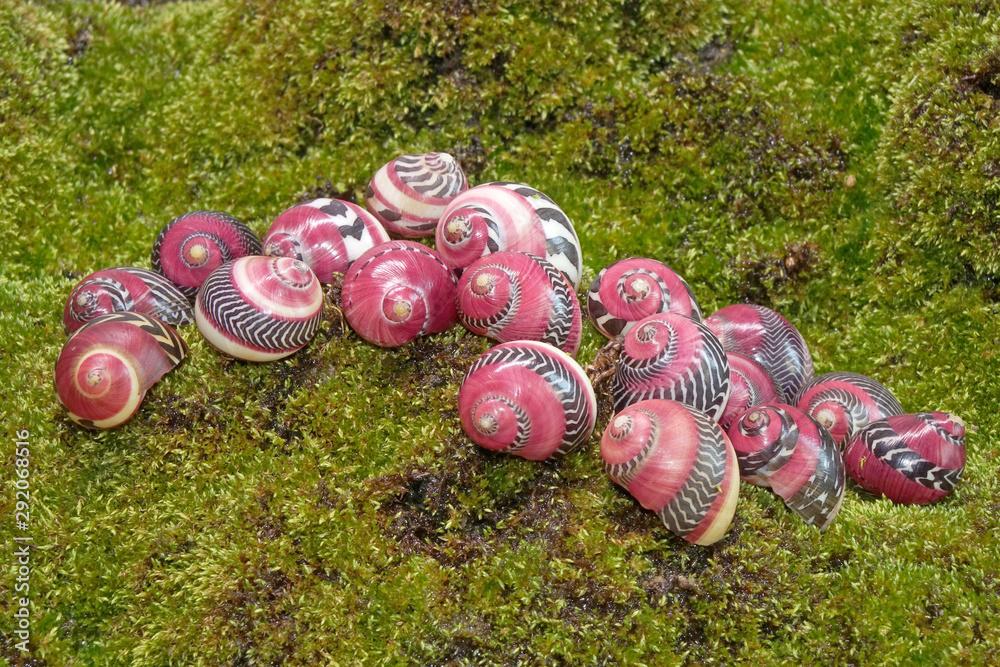 The red racer snail (Vittina waigiensis), the world most beautiful and rarest aquatic snail, they are dazzling and mesmerizing with their patterns and vibrant colors, native to Philippines.