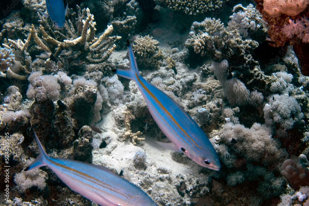 Many-lined Fusiliers (Pterocaesio digramma) in the Red Sea, Egypt