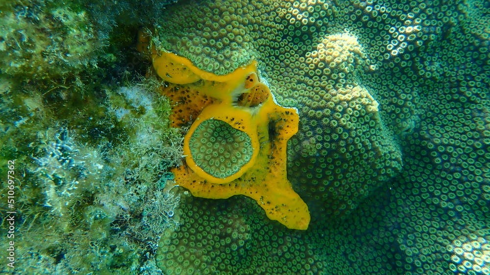 Orange undercoat sponge or orange icing sponge (Mycale laevis) undersea, Caribbean Sea, Cuba, Playa Cueva de los peces