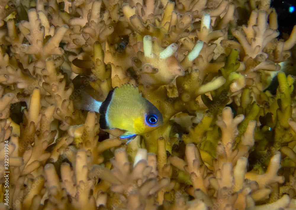 A small Blackbar Chromis (Chromis retrofasciata)