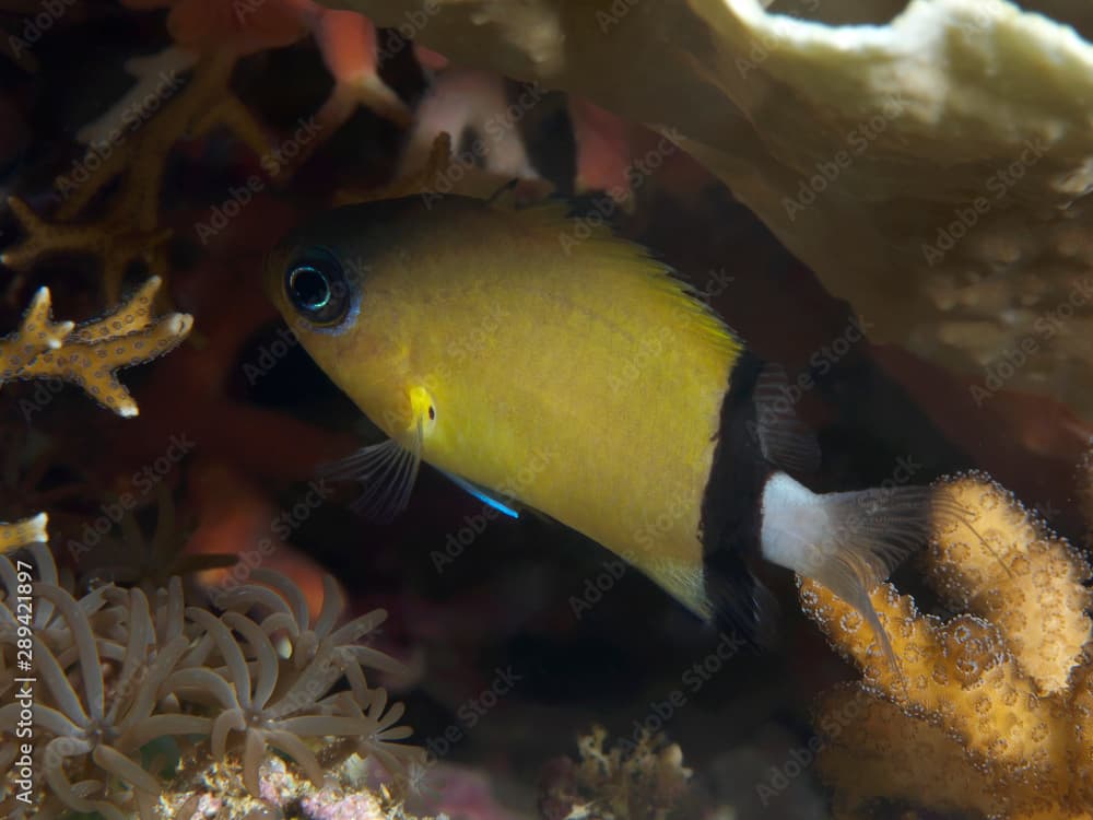 Black-bar chromis