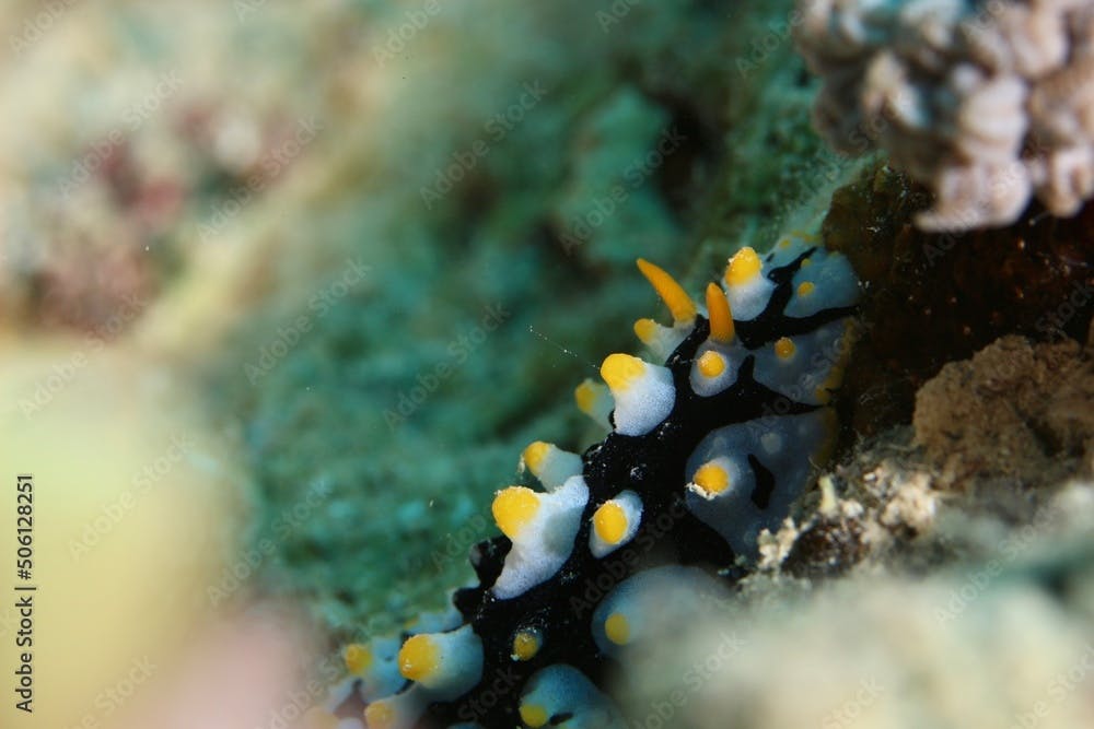 Nudibranch Ruppell's Warty Slug (Phyllidia rueppelii) in the Red Sea Egypt 