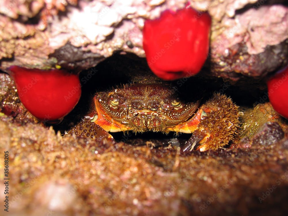 Spiny warty crab hidden in a hole with red beadlet anemone, Mediterranean sea, France