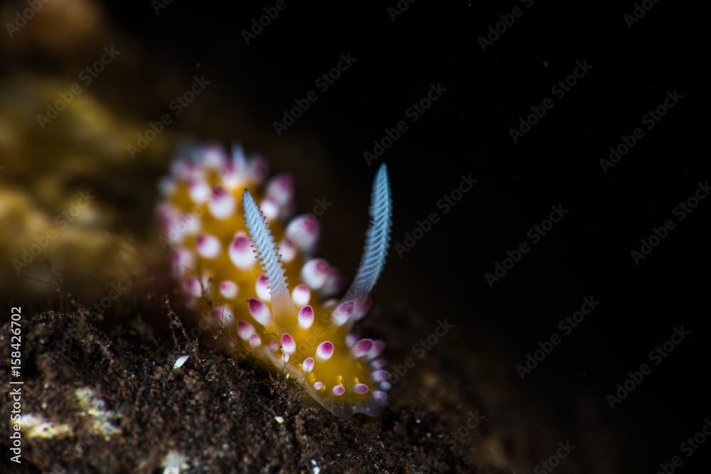 Cadlinella Nudibranch